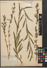 Foto von Salix purpurea L.